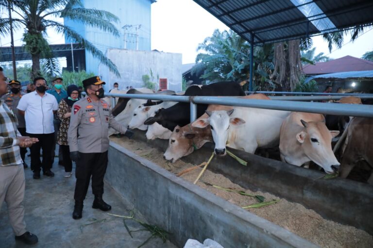 Jelang Idul Adha, Kapolda Sumut Datangi Rumah Ternak hewan Qurban