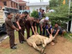 Momen Idul Adha, Kejari Padangsidimpuan Sembelih Hewan Kurban