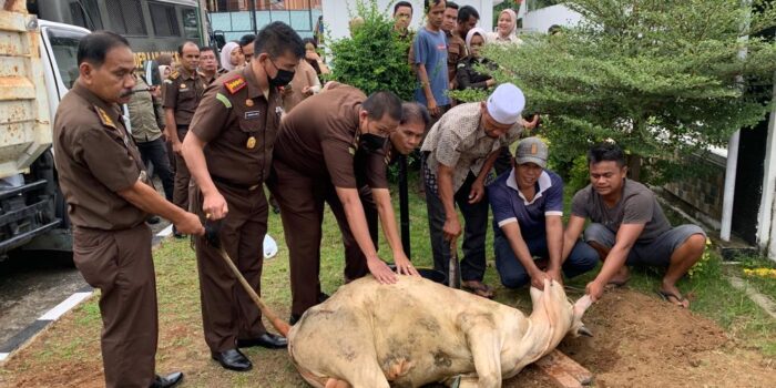 Momen Idul Adha, Kejari Padangsidimpuan Sembelih Hewan Kurban