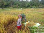 Dandim 0205/TK Tegaskan Kembali Kepada Babinsa, Tetap Dampingi Para Petani Di Desa Binaannya