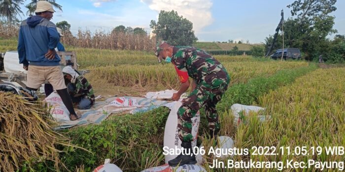 Babinsa Koramil 05/PY Turun ke Sawah Bantu Petani Panen Padi di Desa Binaan