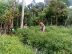 Pantau Perkembangan Tanaman, Koptu Ridwan Sambangi Perkebunan Cabe 