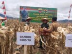 Panen Jagung Perdana, Dandim 0205/TK Ajak Warga Gandeng Babinsa Dalam Tiap Kegiatan