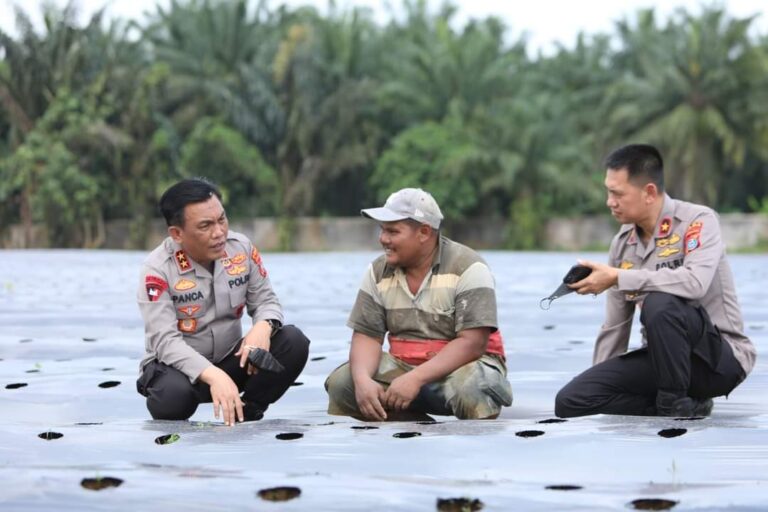 Manfaatkan Lahan Tidur, Kapolda Sumut Gagas Perkebunan Cabai dan Bawang