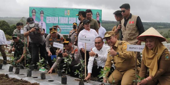 Gubernur Edy Rahmayadi Tanam Cabai Merah di Dairi