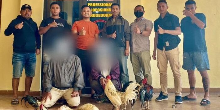 Polisi Gerebek Tempat Judi Sabung Ayam di Manggarai, 2 Orang Diamankan