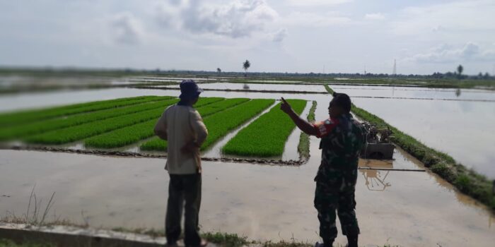 Bersama Petani, Kopda Dali Suhali Babinsa Koramil Madat, Kontrol Perkembangan Bibit Padi