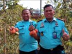 Karutan Kabanjahe Chandra Syahputra Tarigan Bersama Warga Binaan Gelar Panen Tomat