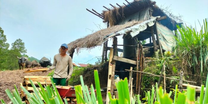 Harga Minyak Serai Wangi di Gayo Lues Turun Dratis, Petani Serai Wangi Menjerit