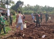 Dukung Ketahanan Pangan, Dandim 0205/TK Letkol Inf Benny Angga Tanam Jagung Di Lahan Demplot Desa Juhar Perangin-angin 