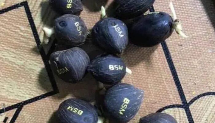 Pengiriman Kecambah Kelapa Sawit Ilegal Asal Batu Bara Ke Riau Jadi Buah Bibir Warga