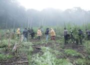 Pemusnahan Ladang Ganja Seluas 1 Hektar oleh BNN di Aceh Besar: Upaya Memerangi Narkoba