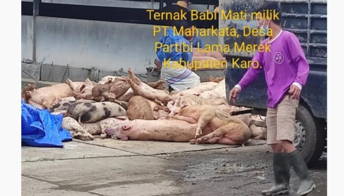 Dikawatirkan Tersebar Virus Ribuan Babi Mati, Kadis Pertanian Metehsa Purba: Saya Imbau Kepada PT Maharkata Agar Menghentikan Penjualan Babi