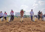 Bobby Nasution dan Mentan RI Panen Jagung di Kota Medan