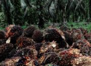 Tandan buah segar (TBS) kelapa sawit hasil panen petani terlihat menumpuk di area perkebunan