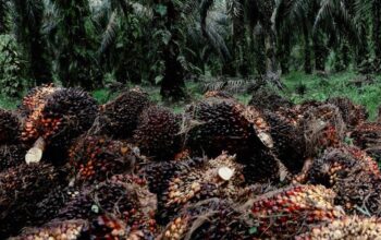Tandan buah segar (TBS) kelapa sawit hasil panen petani terlihat menumpuk di area perkebunan