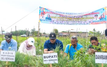 Bupati Deli Serdang dr H Asri Ludin Tambunan panen bawang bersama petani di Kecamatan Beringin, Deli Serdang