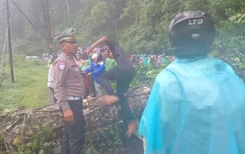 Pohon Tumbang Tutup Total Jalan Medan-Kabanjahe, Lalu Lintas Kembali Normal