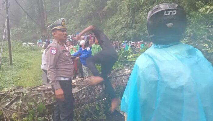 Pohon Tumbang Tutup Total Jalan Medan-Kabanjahe, Lalu Lintas Kembali Normal