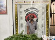 Polsek Panei Tongah Ungkap Ladang Ganja di Simalungun, 12 Batang Diamankan